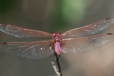 Close-up of dragonfly on leaf