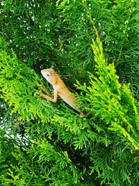 Close-up of a lizard on a tree