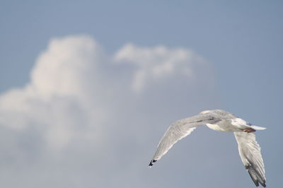 Low angle view of seagull flying against sky