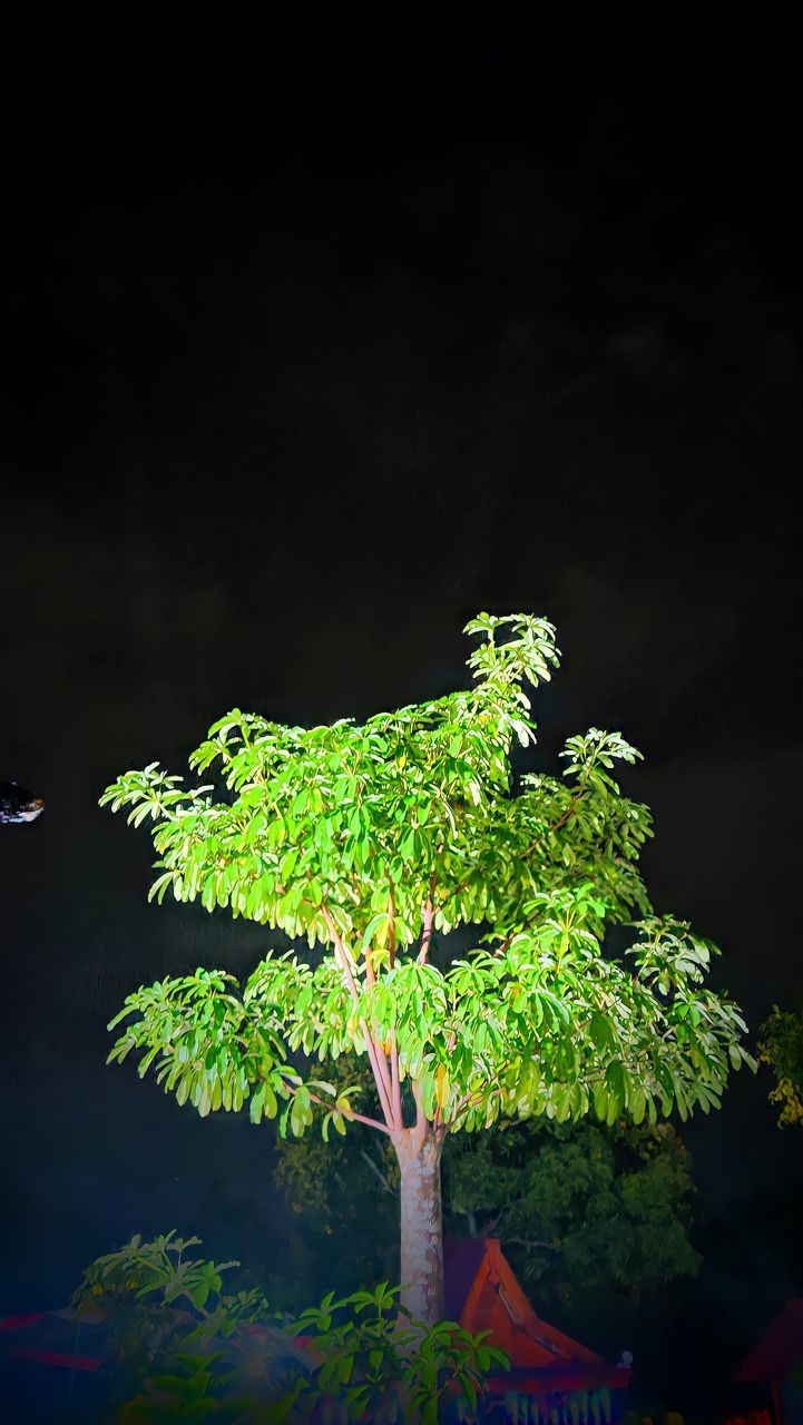 LOW ANGLE VIEW OF GREEN PLANT AGAINST BLACK BACKGROUND