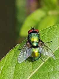 Close-up of fly on leaf