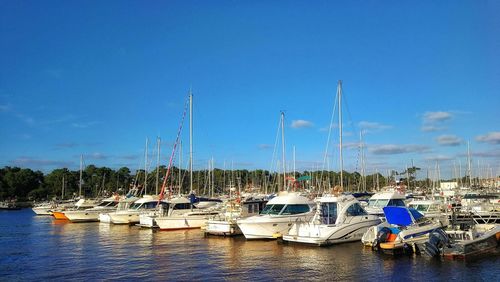 Sailboats moored in harbor