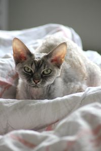 Close-up portrait of a cat