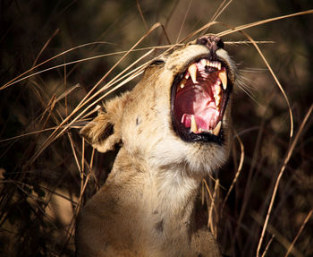 Close-up of cat yawning