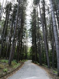 Walking through the forest. 