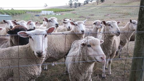 Sheep in farm