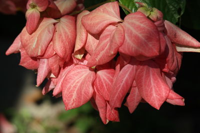 Close-up of pink flowers blooming outdoors