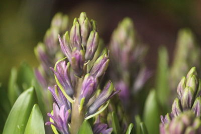 Hyacinth is a bulbous flower