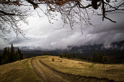 Hill with tire marks and spruces landscape photo