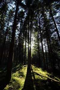 Low angle view of trees in forest