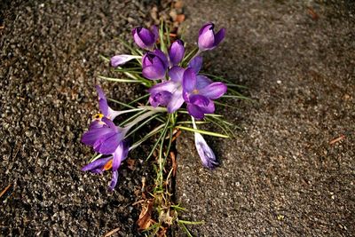 Close-up of purple crocus blooming outdoors