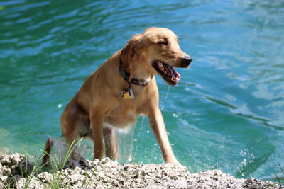 Golden retriever by lake