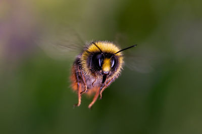 Close-up of bumblebee on flower