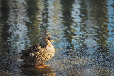 Duck swimming in lake