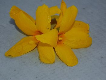 High angle view of yellow flower on table