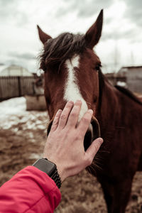 Close-up of horse standing on field