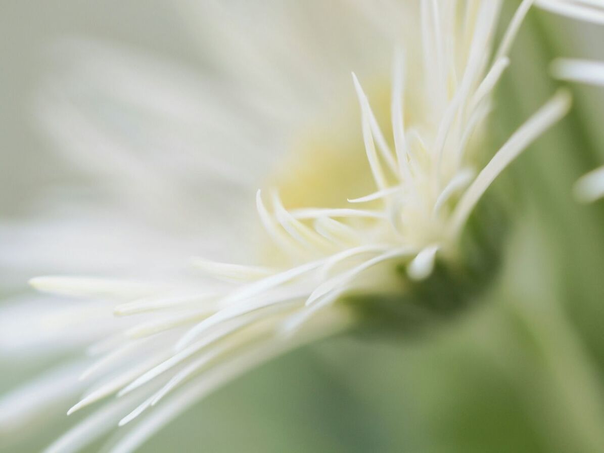 flower, freshness, fragility, petal, flower head, growth, close-up, beauty in nature, nature, plant, focus on foreground, single flower, white color, selective focus, blooming, stem, in bloom, botany, softness, blossom