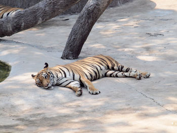 Tiger lying down in zoo