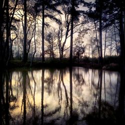 Reflection of trees in lake against sky