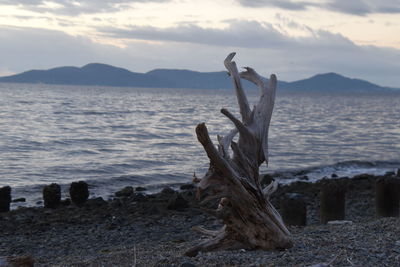 Wooden posts on beach against sky