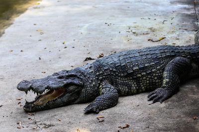 Close-up of crocodile on beach