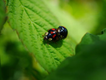 Close-up of ladybug on leaf