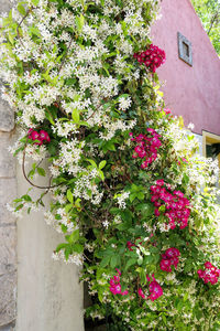 Pink flowering plant against building