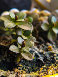 Close-up of succulent plant on rock