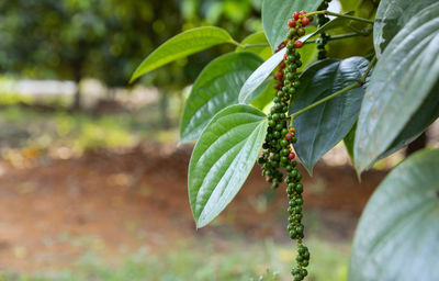 Close-up of green leaves on plant in field