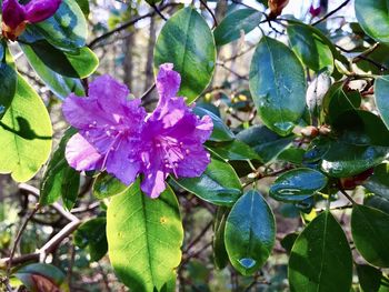 Close-up of purple flowering plant