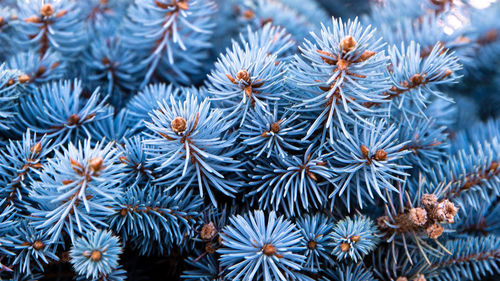 Close-up of pine tree during winter