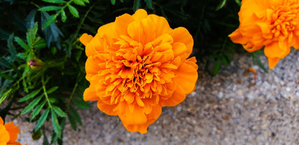 Close-up of orange marigold flower