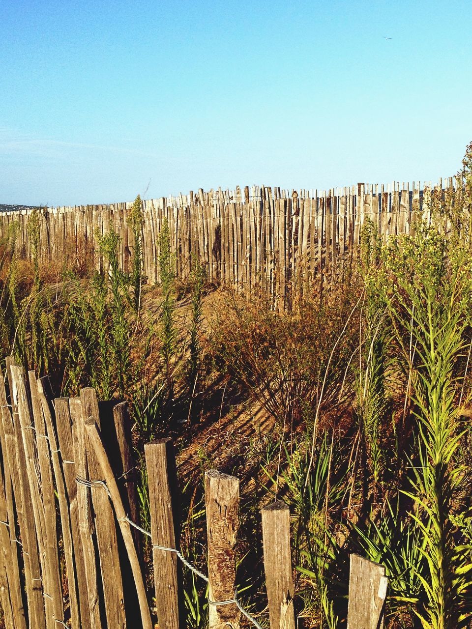 clear sky, growth, copy space, plant, blue, field, rural scene, built structure, wood - material, fence, agriculture, nature, tranquility, architecture, day, wooden, grass, sunlight, outdoors, tranquil scene