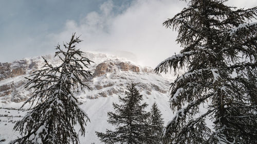 Low angle view of snow covered trees against sky