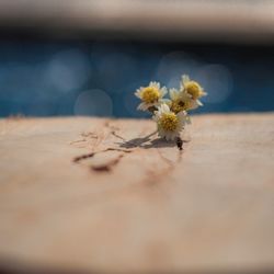 Close-up of yellow flowering plant on table