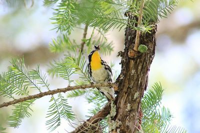 Low angle view of bird perching on tree against sky