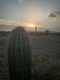 Cactus growing on field against sky during sunset