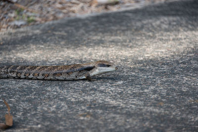 Close-up of lizard on road