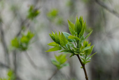 Close-up of plant against blurred background