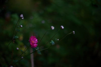 Close-up of flower blooming outdoors