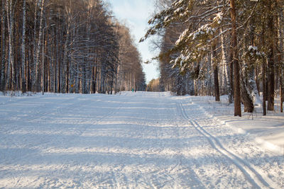 Trees on snow covered land