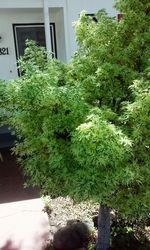 Potted plants in backyard