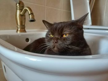 Close-up of cat in bathroom