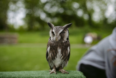 Close-up portrait of bird on grass