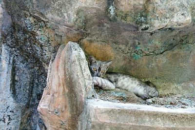 Cat relaxing on rock