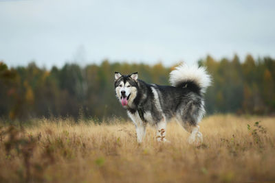 Dog running on field