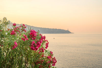 Pink flowering plants by sea against sky during sunset