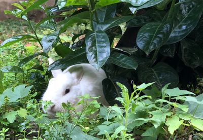 White cat with plants