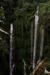 Scenic view of waterfall in forest