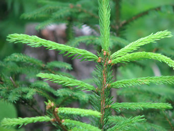 Close-up of pine tree